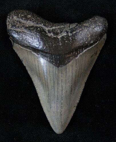 Fossil Megalodon Tooth #13407